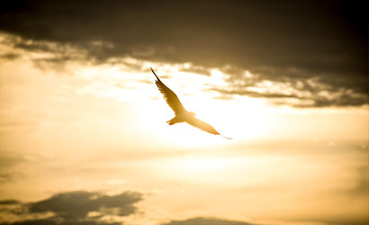 Camargue